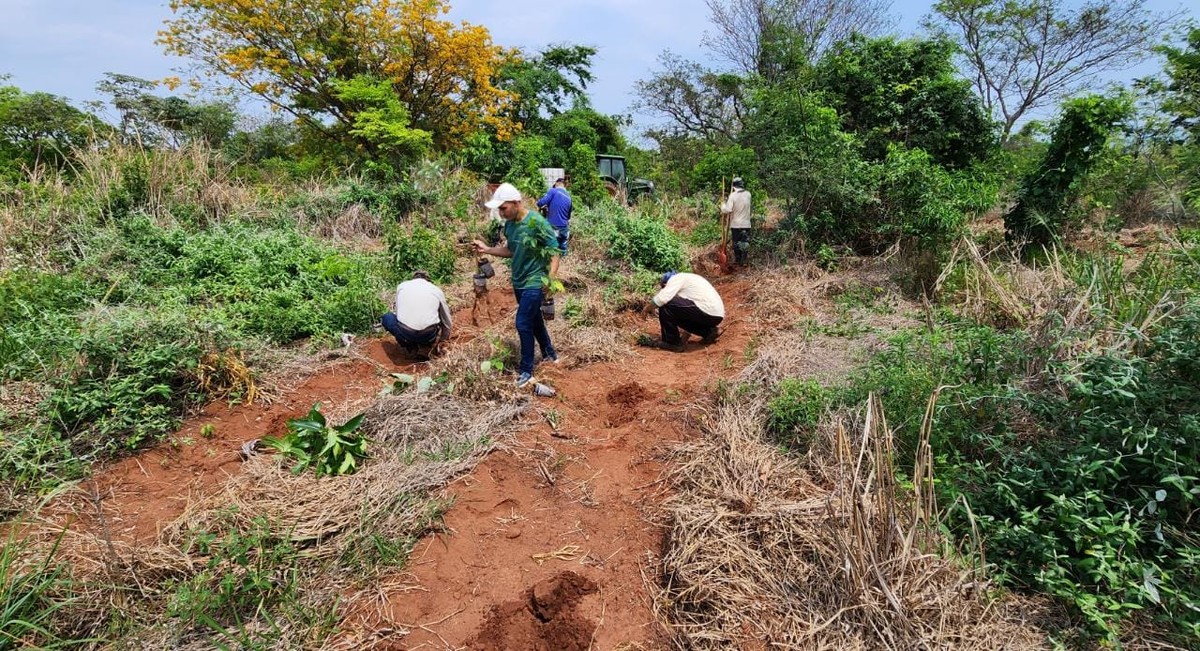 Apoena celebra 35 anos com plantio de mudas em área de reserva legal, às margens do Rio Paraná, em Presidente Epitácio