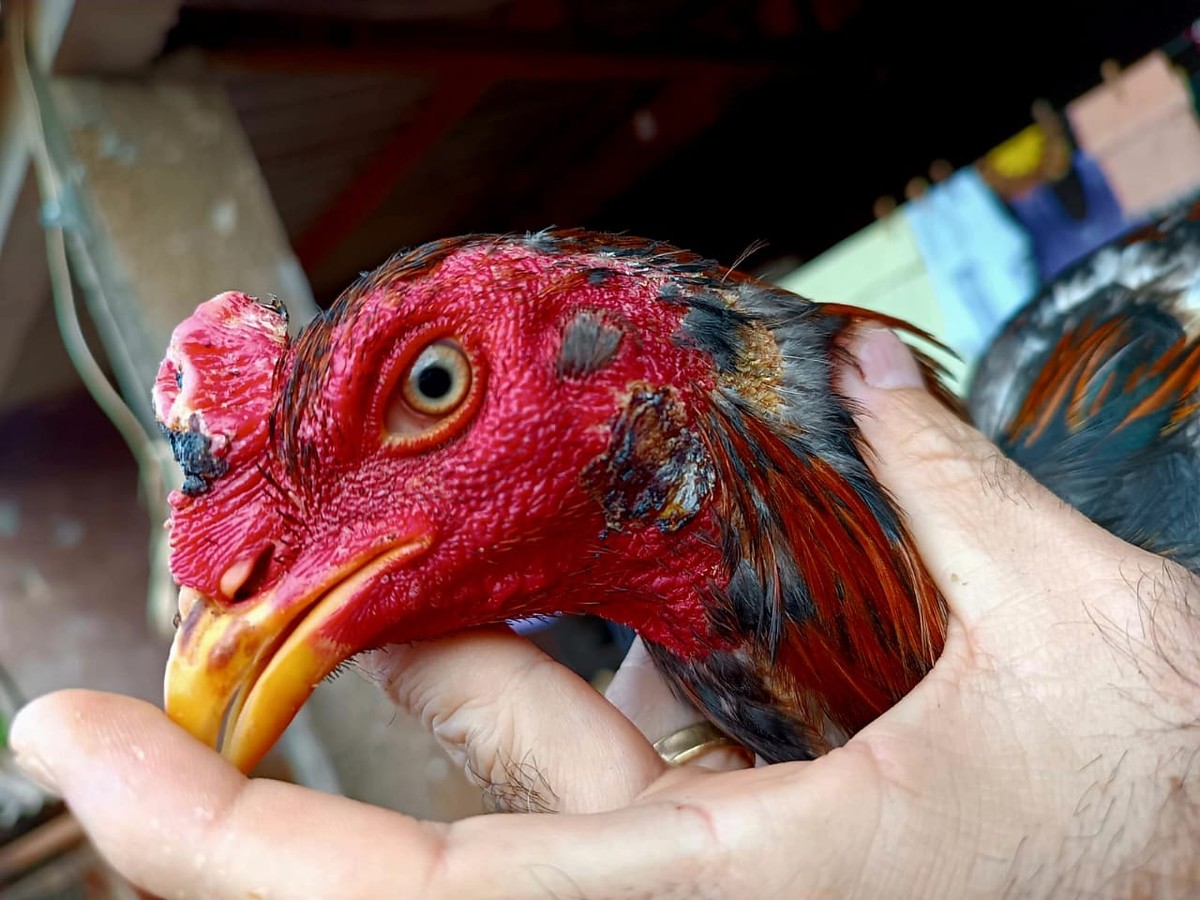 Dupla é multada em R$ 21 mil por prática de rinha de galos, em Narandiba