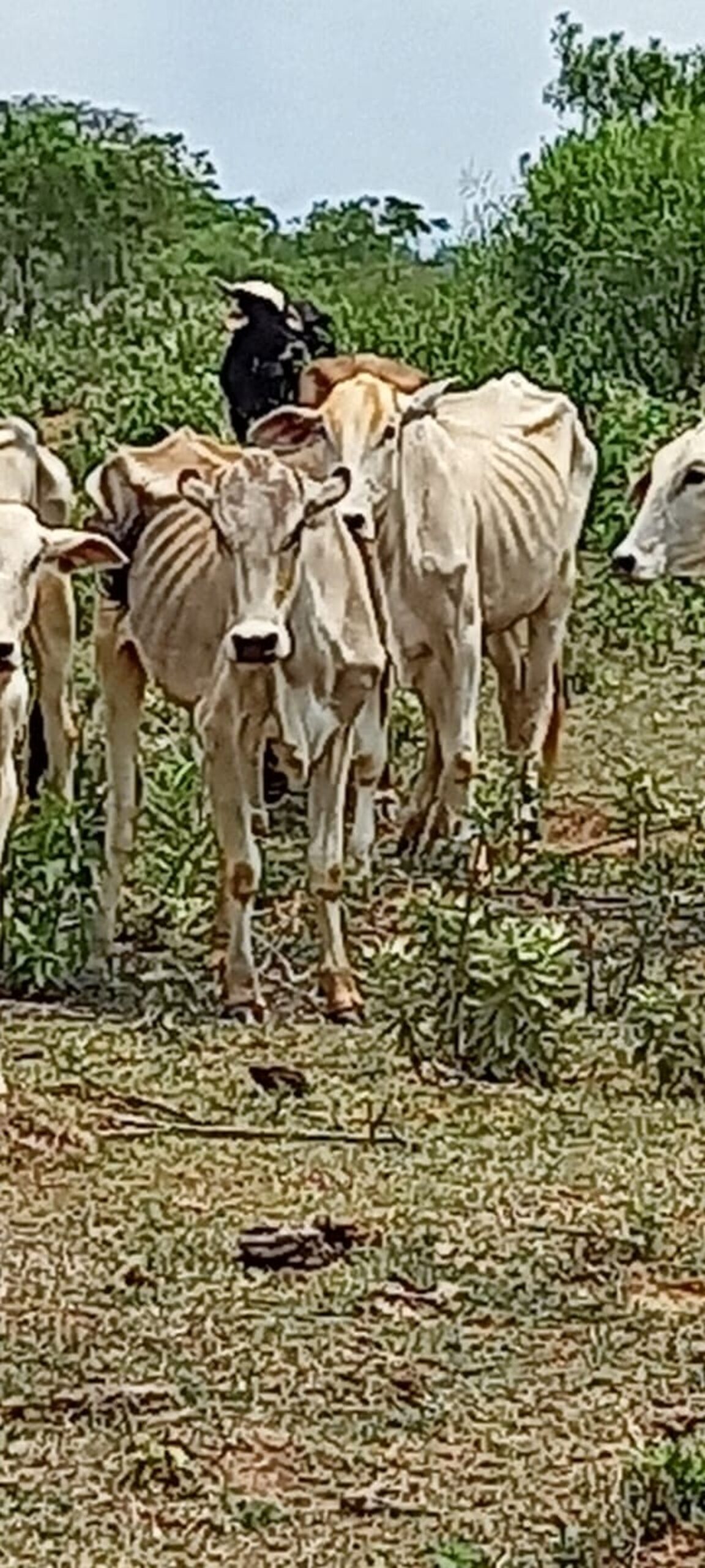Pecuarista leva multa de R$ 15 mil por maus-tratos a gado bovino em fazenda no distrito de Campinal, em Presidente Epitácio