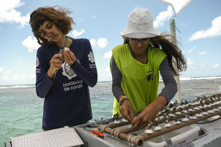Ipojuca (PE), 26/10/2023 - A pesquisadora Raiane Albuquerque e a bióloga Johanna Barros manejam fragmentos do coral-de-fogo (Millepora alcicornis) na Biofábrica de Corais, em Porto de Galinhas. Foto: Fernando Frazão/Agência Brasil