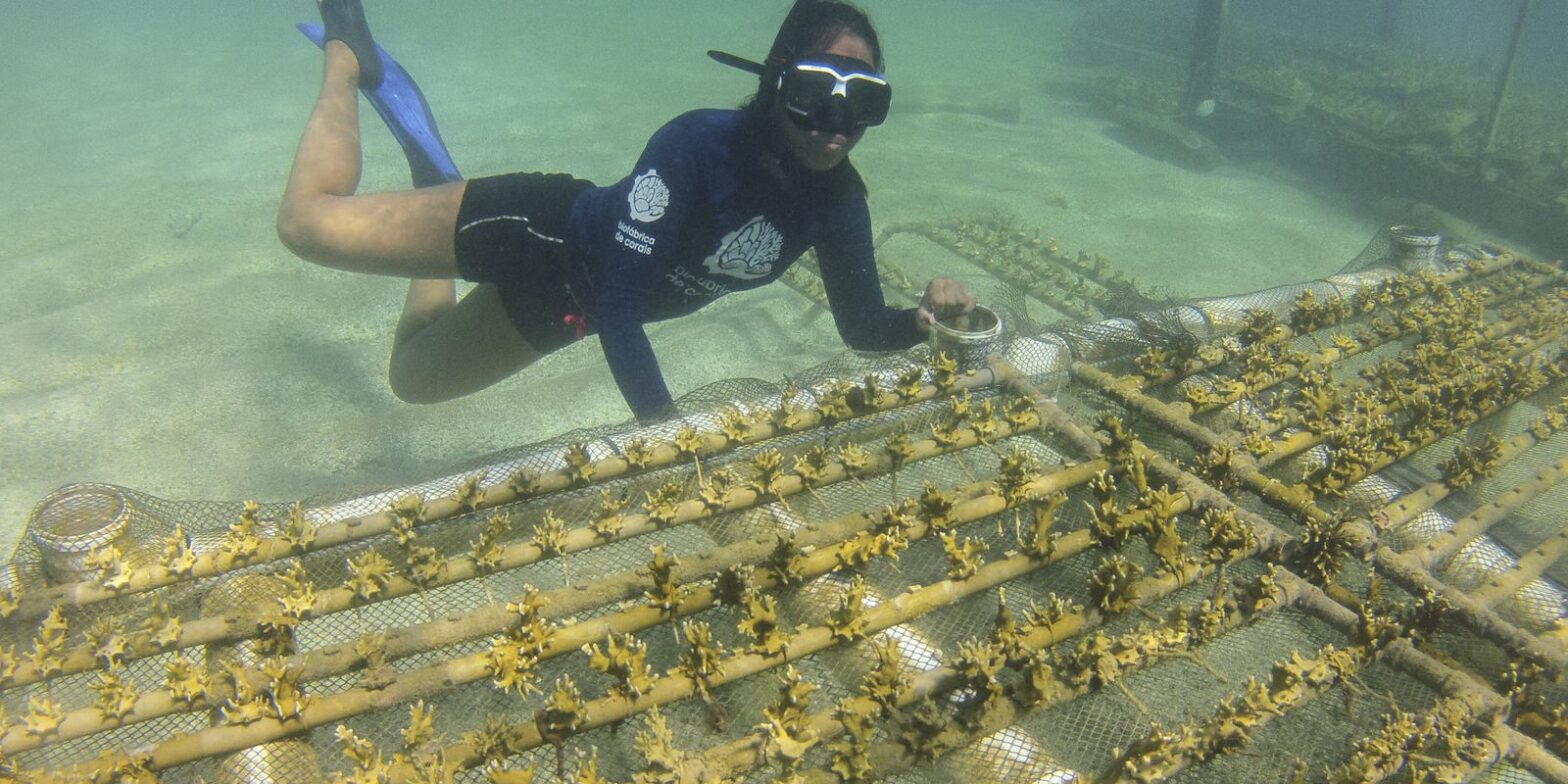 Projeto alia restauração de corais e turismo sustentável em Pernambuco