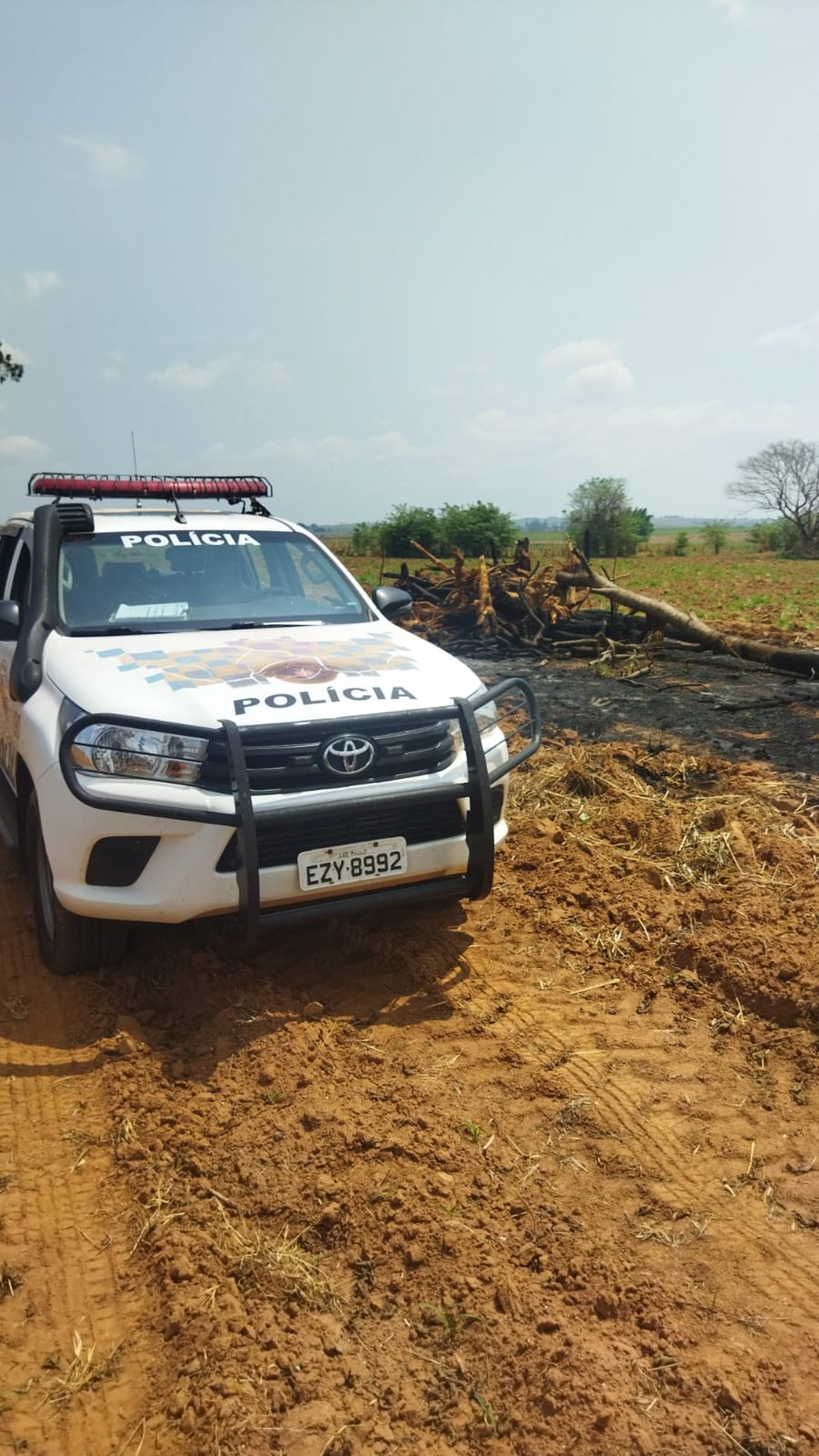 Arrendatária de sítio leva multa de R$ 1,5 mil por derrubada de árvores nativas em Mirante do Paranapanema | Presidente Prudente e Região