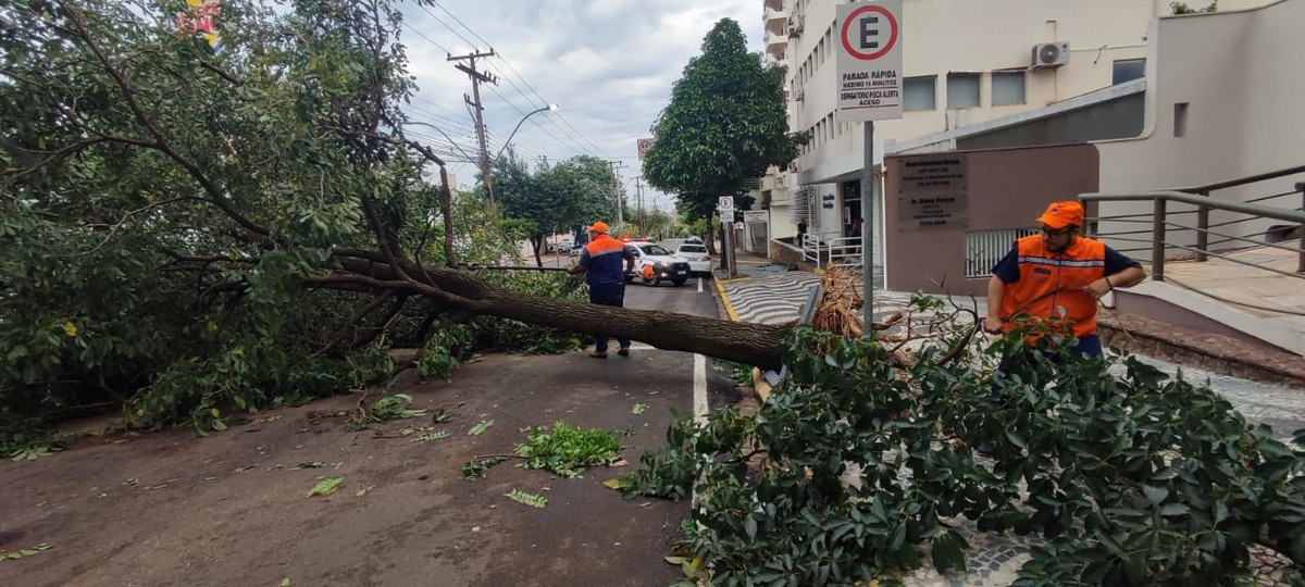 Com rajadas de vento de 83km/h, temporal derruba mais de 100 árvores em Presidente Prudente | Presidente Prudente e Região