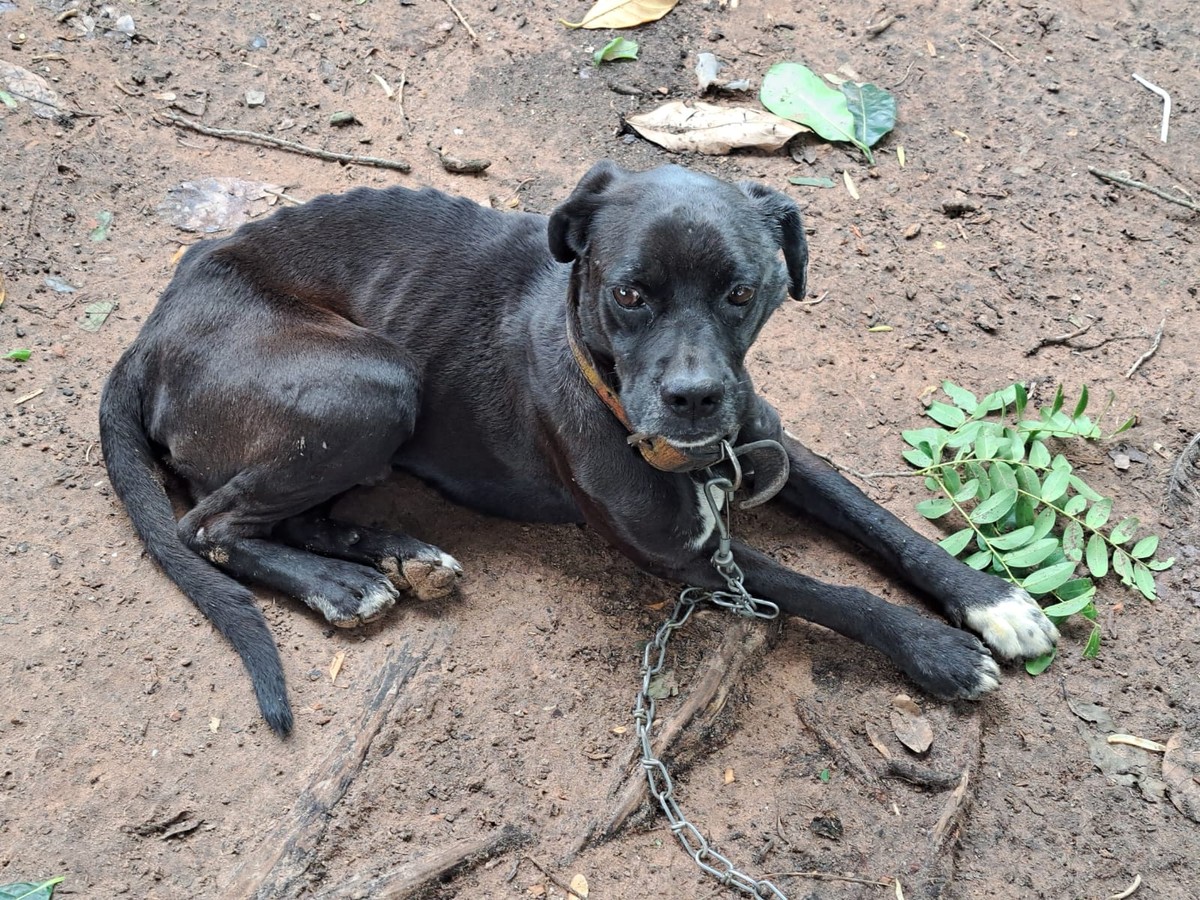 Homem ganha cão, se arrepende de pegá-lo e é multado em R$ 3 mil por maus-tratos ao animal | Presidente Prudente e Região