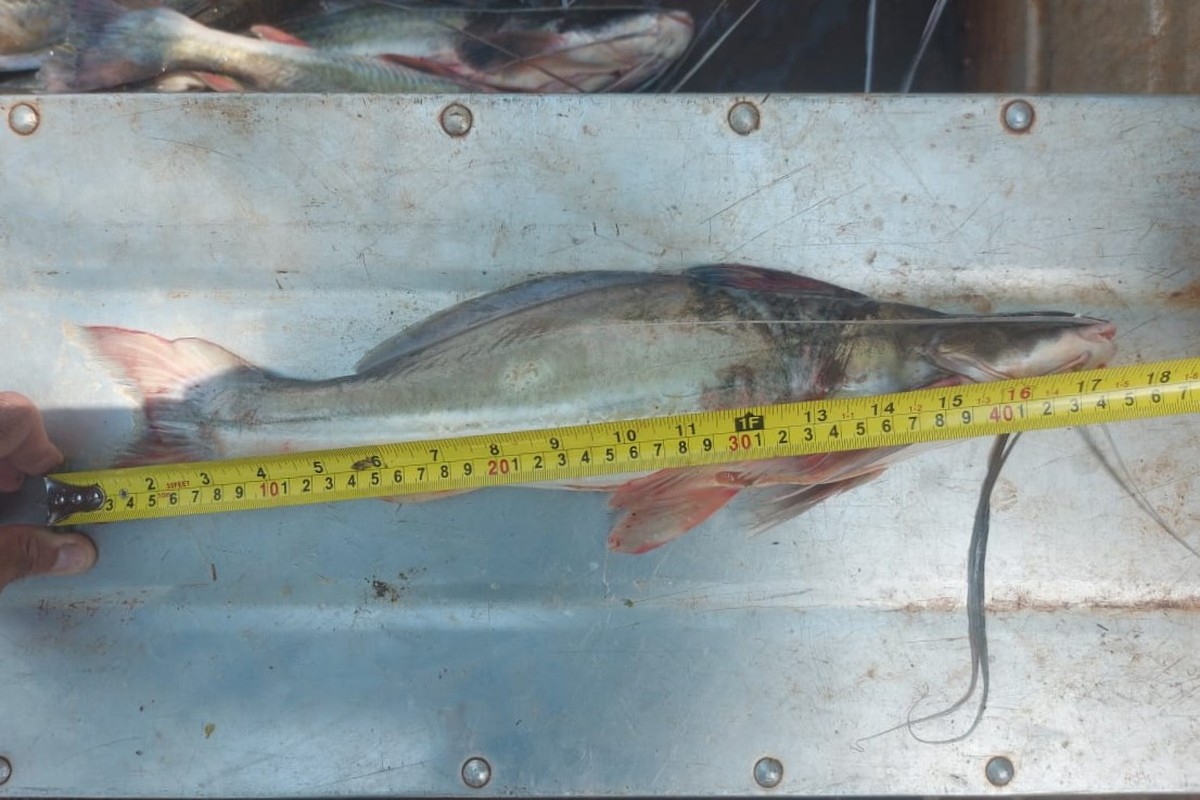 Pescador profissional é multado e ainda responderá criminalmente por captura de barbados abaixo da medida permitida, em Rancharia | Presidente Prudente e Região