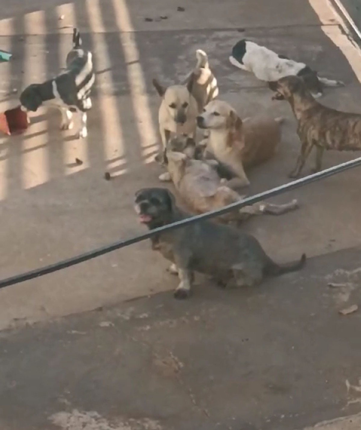 Polícia Ambiental resgata 9 cães abandonados e vítimas de maus-tratos em residência e aplica multa de R$ 27 mil contra tutora dos animais | Presidente Prudente e Região