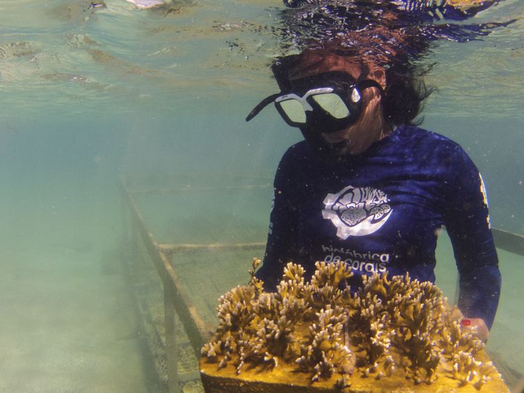 Ipojuca (PE), 26/10/2023 - A venezuelana María Gabriela Moreno maneja o coral-de-fogo (Millepora alcicornis) na área de pesquisa da Biofábrica de Corais nos recifes de Porto de Galinhas. Foto: Fernando Frazão/Agência Brasil