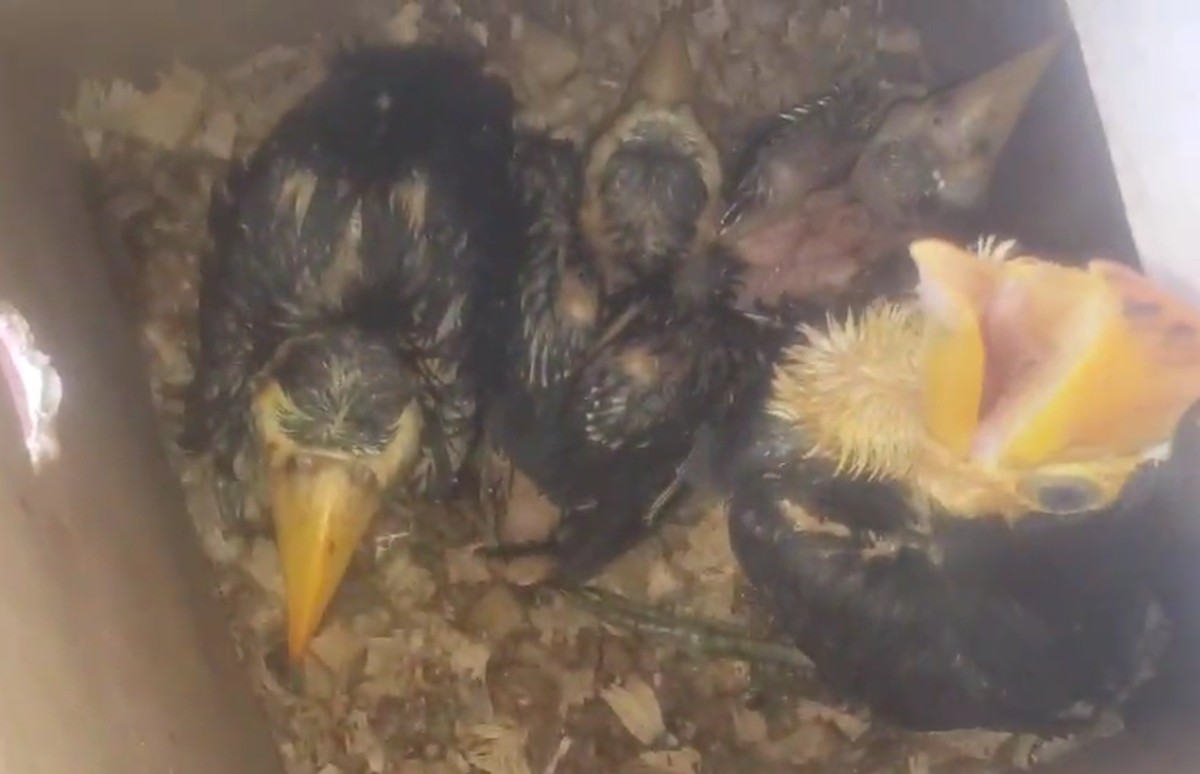 Polícia Ambiental resgata 70 filhotes de aves silvestres de cativeiro, em Teodoro Sampaio