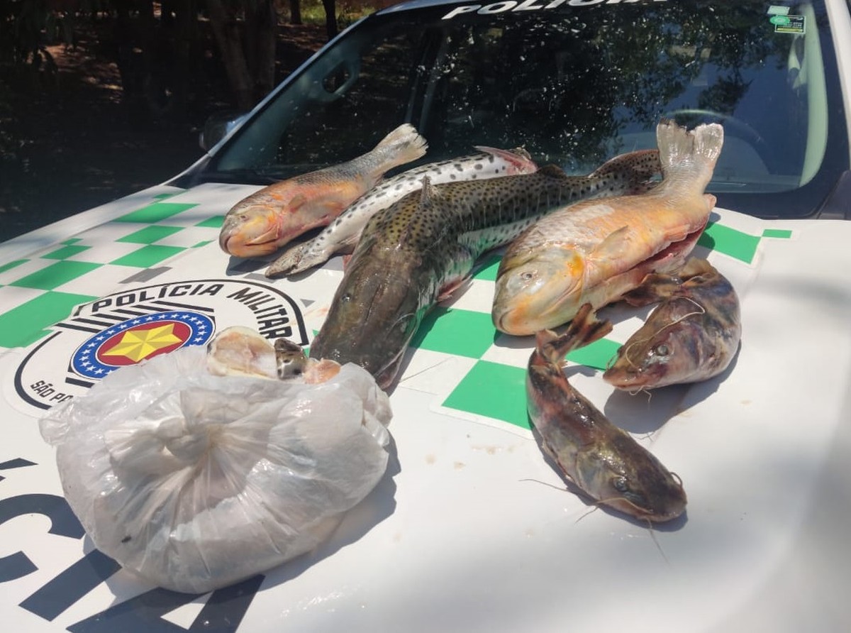 Pescador profissional é multado por armazenamento irregular de peixes, em Flórida Paulista