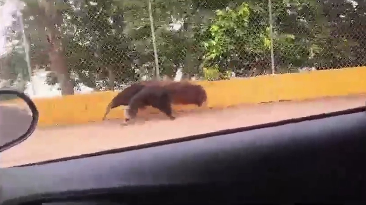 Tamanduá-bandeira é flagrado em caminhada matinal às margens do Balneário da Amizade, em Presidente Prudente