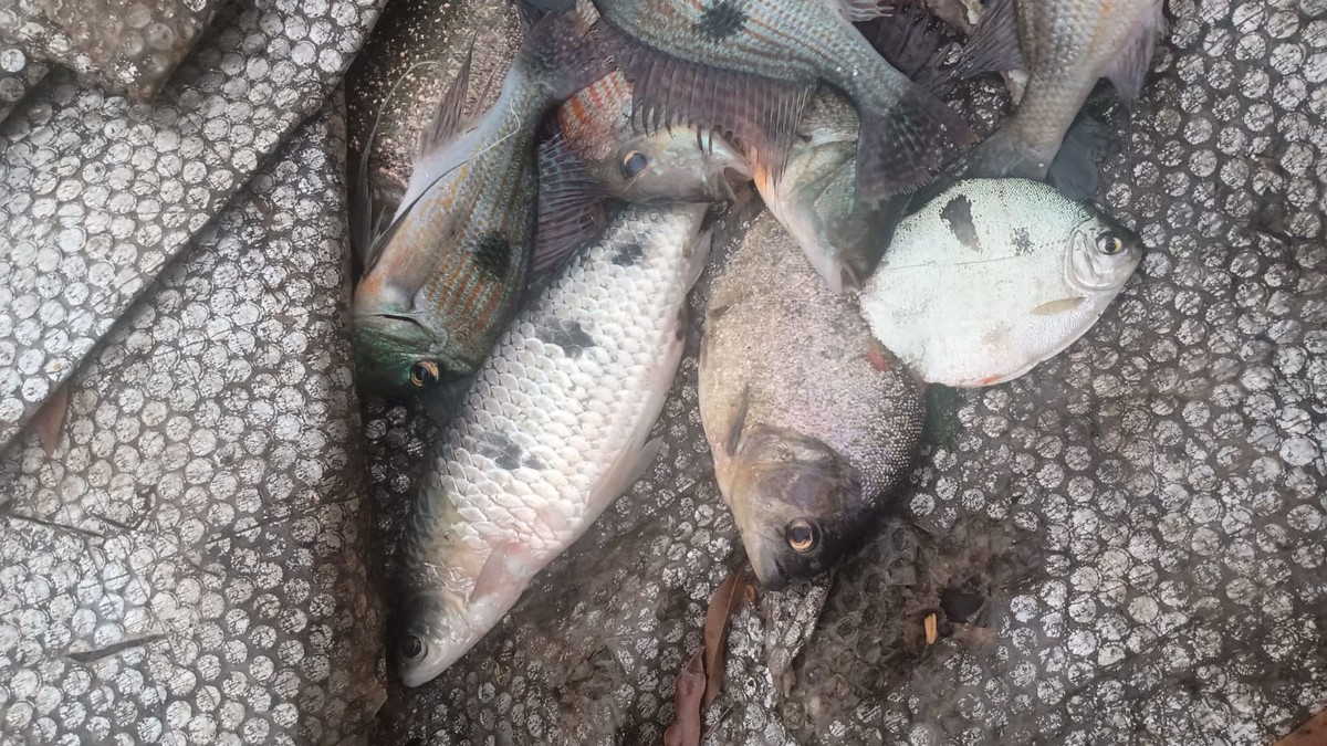 Fiscalização flagra pescador em atividade irregular durante a piracema no Rio Paraná, em Paulicéia