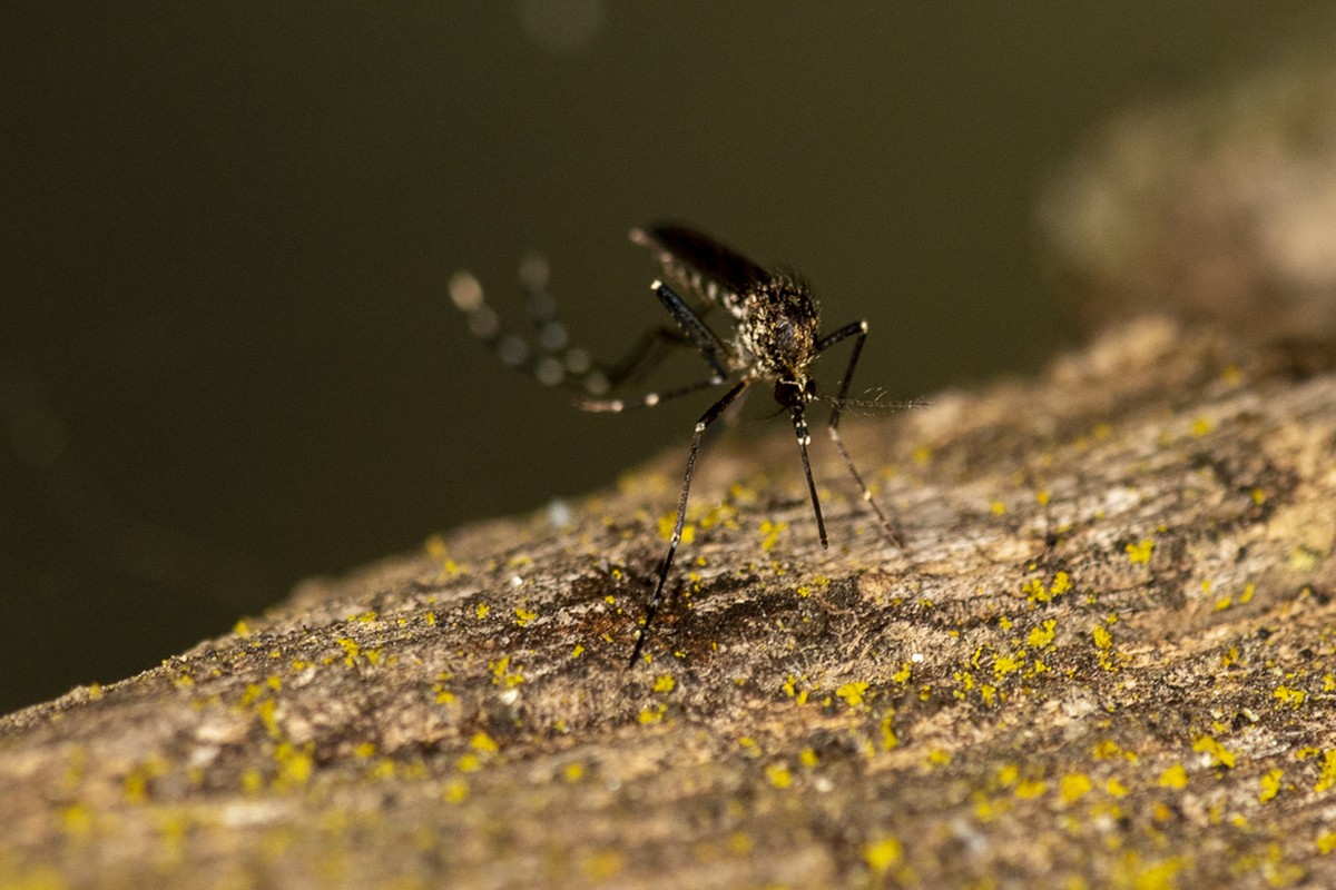 Primeiro Índice Breteau de 2024 indica situação de alerta contra a dengue, em Presidente Prudente | Presidente Prudente e Região