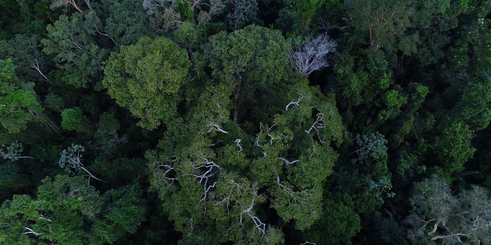 Obra mostra importância da Amazônia e de mais 4 florestas para o clima