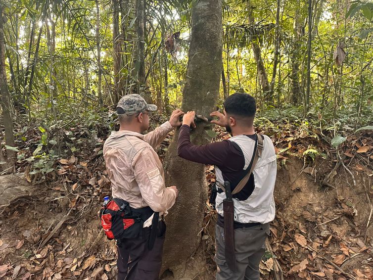 Pesquisadores acham ave quase em extinção e desaparecida há 40 anos. O mutum-pinima está criticamente ameaçado principalmente pela destruição do habitat. Instalação de armadilha fotográfica. Foto Acerto Fauna-MA/Divulgação