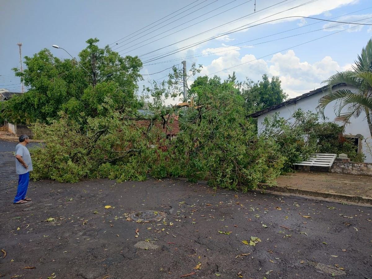 Temporal inesperado com fortes rajadas de vento causa queda de árvores e destelhamento na região | Presidente Prudente e Região