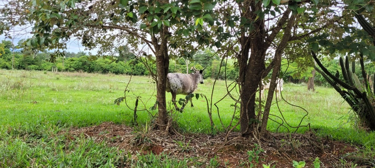 Sitiantes levam multas de quase R$ 6 mil por presença de bovinos em área de reserva legal em Mirante do Paranapanema