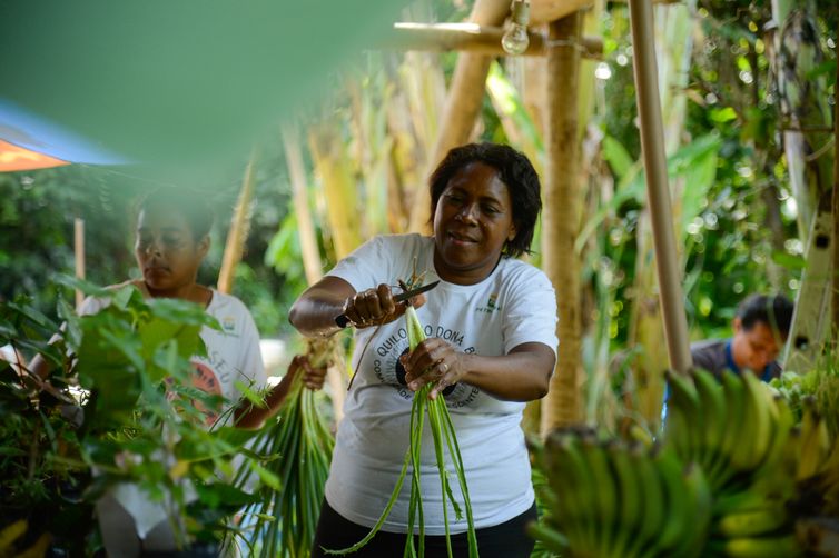 Rio de Janeiro (RJ), 19/12/2023 - A agricultora Sueli de Oliveira no Quilombo Dona Bilina durante colheita dos insumos para o Programa de Aquisição de Alimentos (PAA). Foto: Tomaz Silva/Agência Brasil