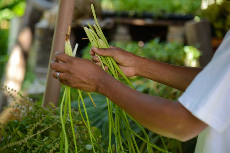 Rio de Janeiro (RJ), 19/12/2023 - Agricultores do Quilombo Dona Bilina, em Campo Grande, na Zona Oeste do Rio, preparam sua produção para entrega ao Programa de Aquisição de Alimentos (PAA). Foto: Tomaz Silva/Agência Brasil