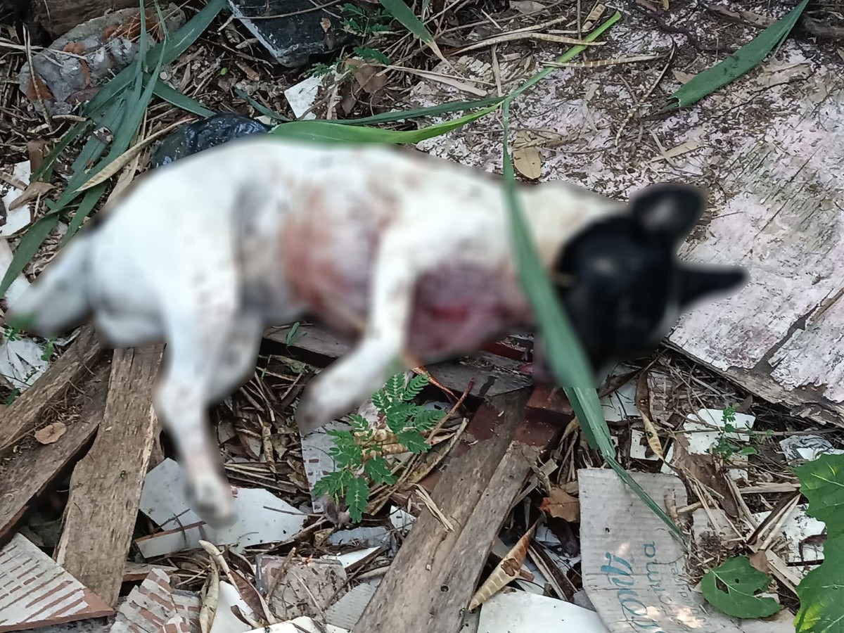 Após ataque com mordidas, homem mata cachorra com golpe de faca em Presidente Prudente | Presidente Prudente e Região