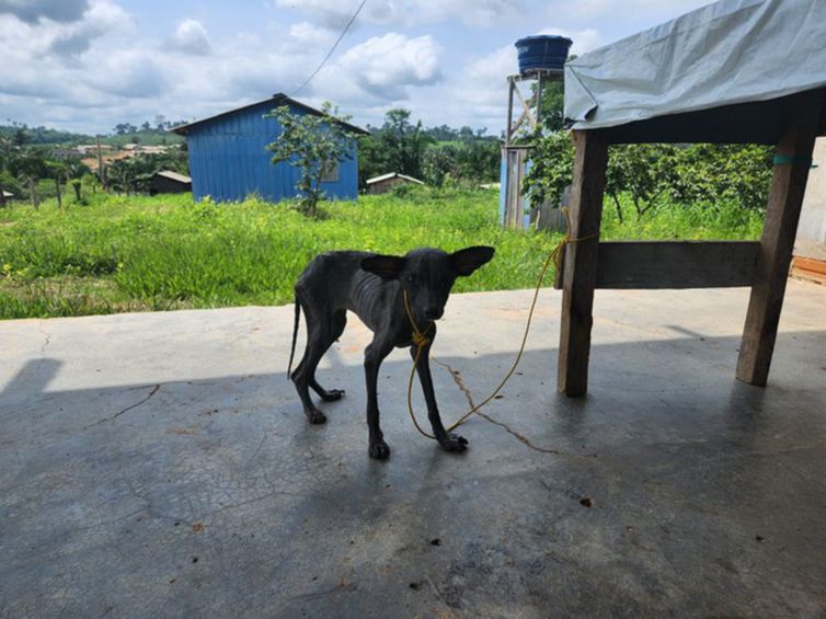 São Felix do Xingú.16/12/2023 Vila Renascer é totalmente desocupada e agentes intensificam trabalho de inutilização das estruturas ilegais na Terra Indígena. Animais são encontrados em situação de abandono e maus tratos. Foto ASCOM