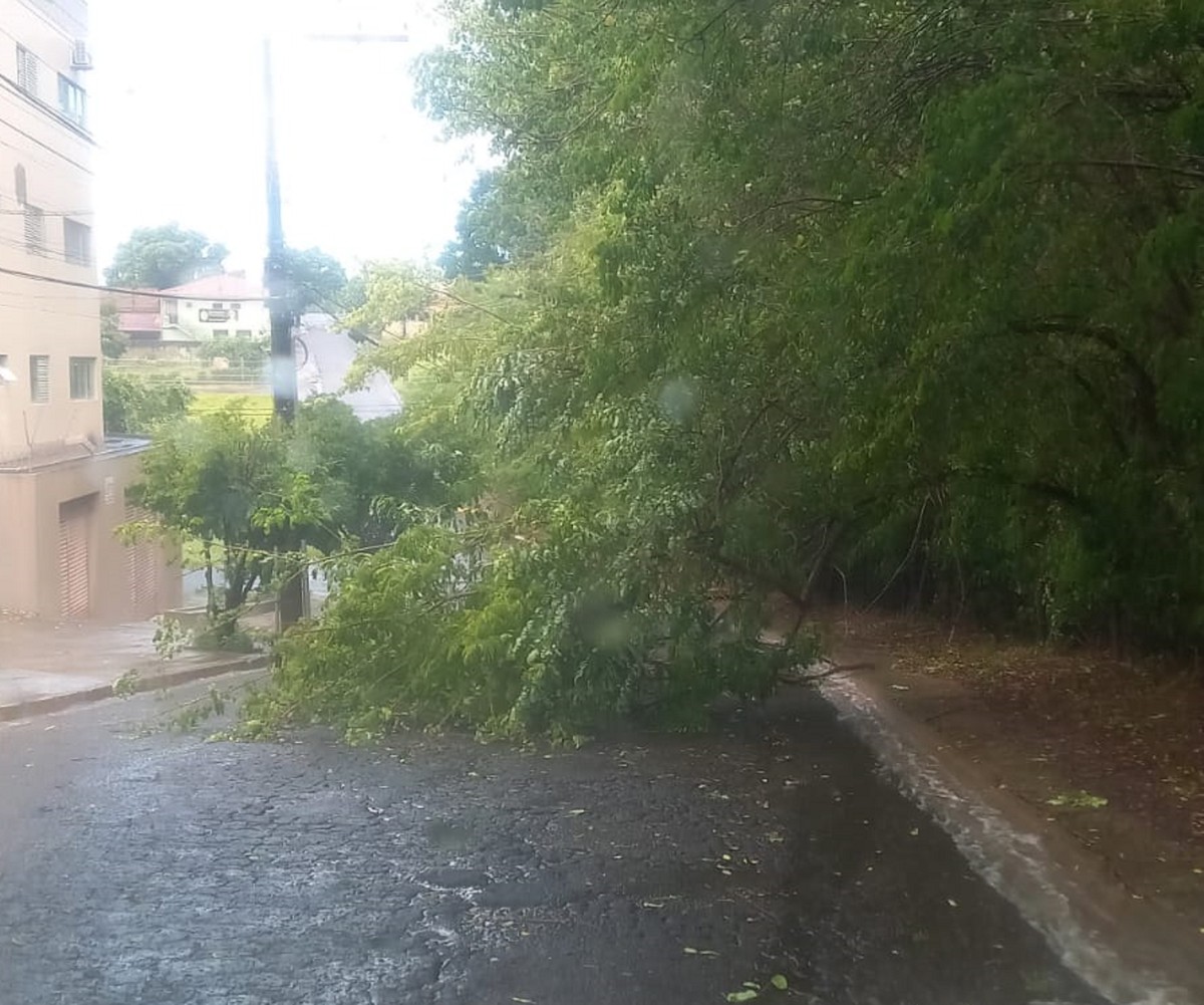 Chuva com rajadas de vento derruba árvores e provoca alagamento, em Presidente Prudente