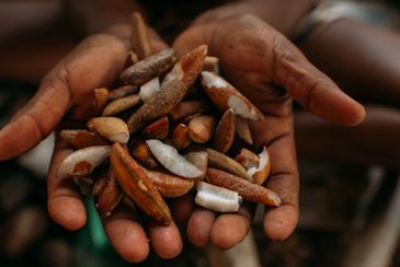 Tocantins 27/12/2023 Quebradeiras de babaçu no TO melhoram produção, mas convivem com ameaças.  Quebradeira, Maria do Socorro. Fotos Ingrid Barros.
