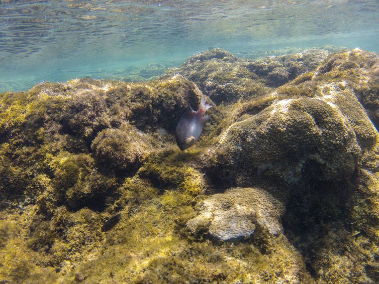 Ipojuca (PE), 26/10/2023 - Recifes cobertos com coral-baba-de-boi (Palythoa caribbaeorum) na área de pesquisa da Biofábrica de Corais em Porto de Galinhas. Foto: Fernando Frazão/Agência Brasil