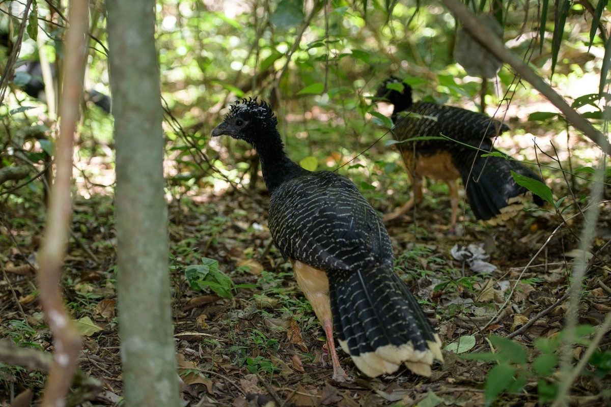 Após um ano de soltura de aves ameaçadas de extinção, projeto reintegra 77,5% dos mutuns-de-penacho na região da Usina de Porto Primavera | Presidente Prudente e Região