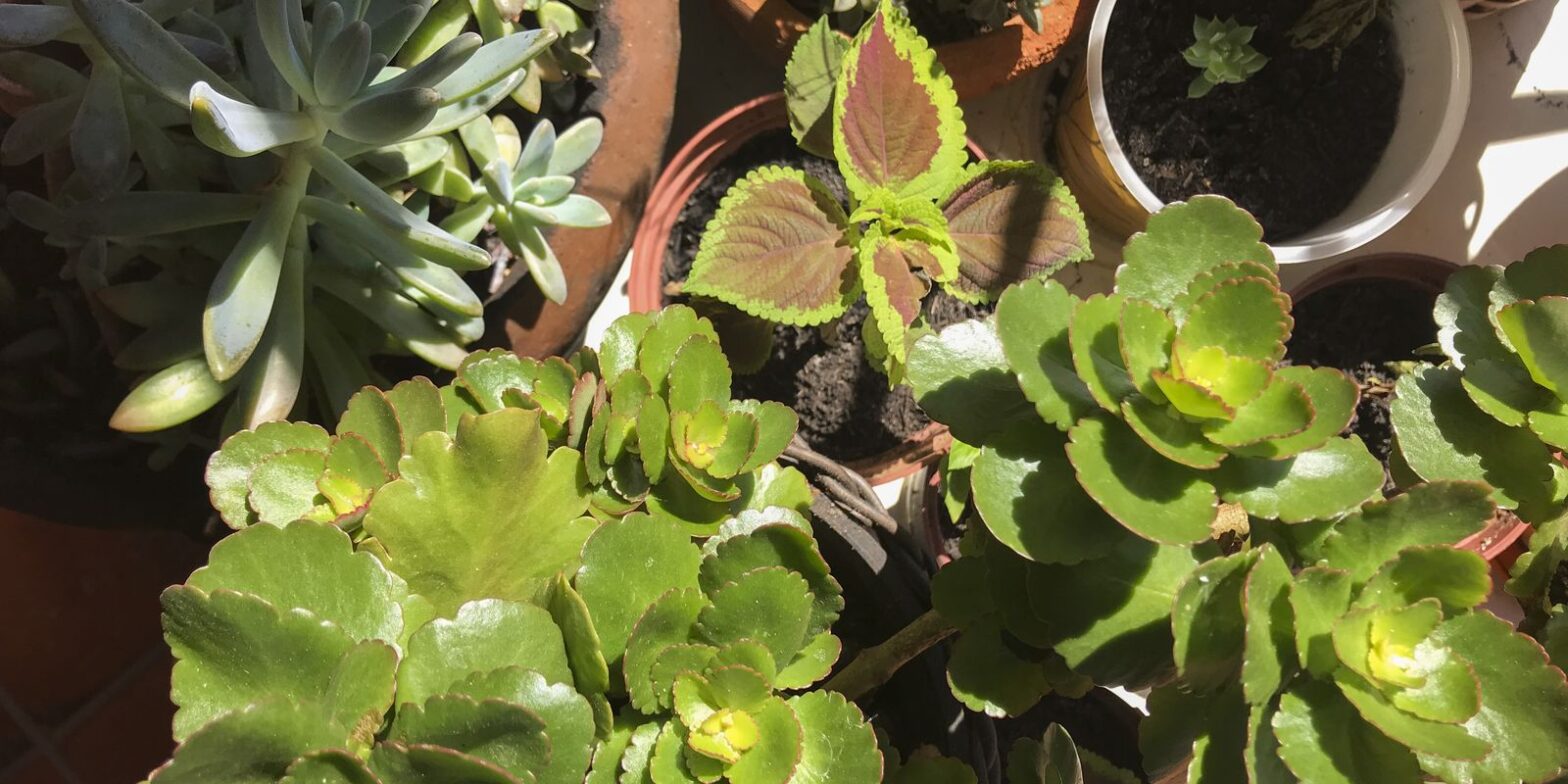 Espécies invasoras causam prejuízo anual de mais de US$ 2 bi no país