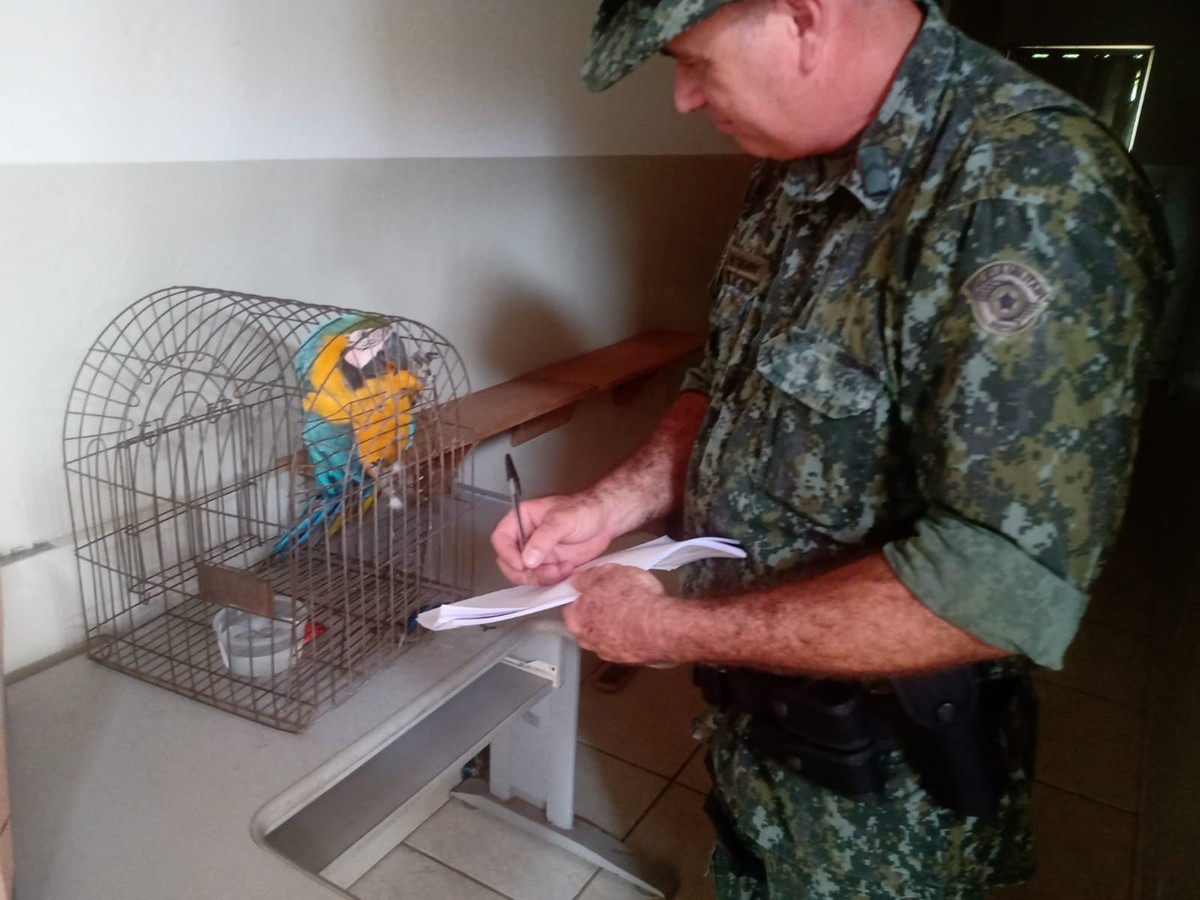 Homem é multado em R$ 5 mil por manter arara-canindé em cativeiro, em Osvaldo Cruz | Presidente Prudente e Região