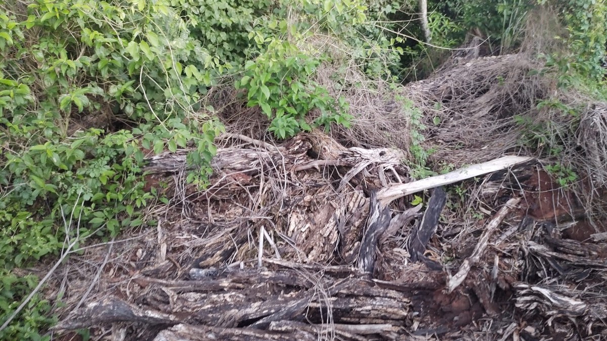 Fazendeiro recebe multa de R$ 1,9 mil por destruir área de vegetação nativa, em Nantes | Presidente Prudente e Região