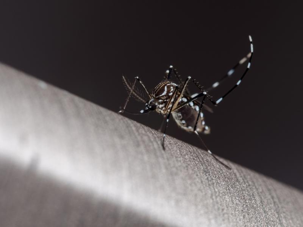 Pirapozinho investiga primeira morte suspeita de dengue em 2024 | Presidente Prudente e Região