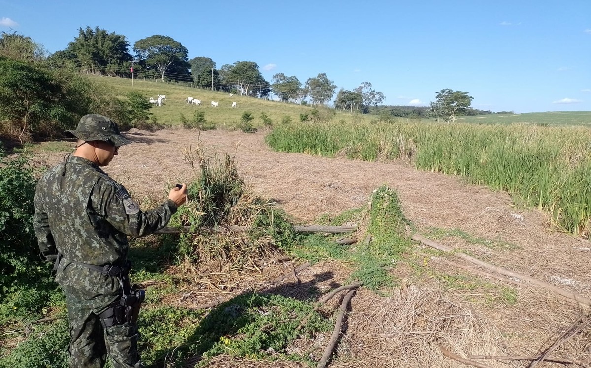 Dono de chácara leva multa de R$ 2 mil e ainda terá de responder por crime após a derrubada de árvores em APP