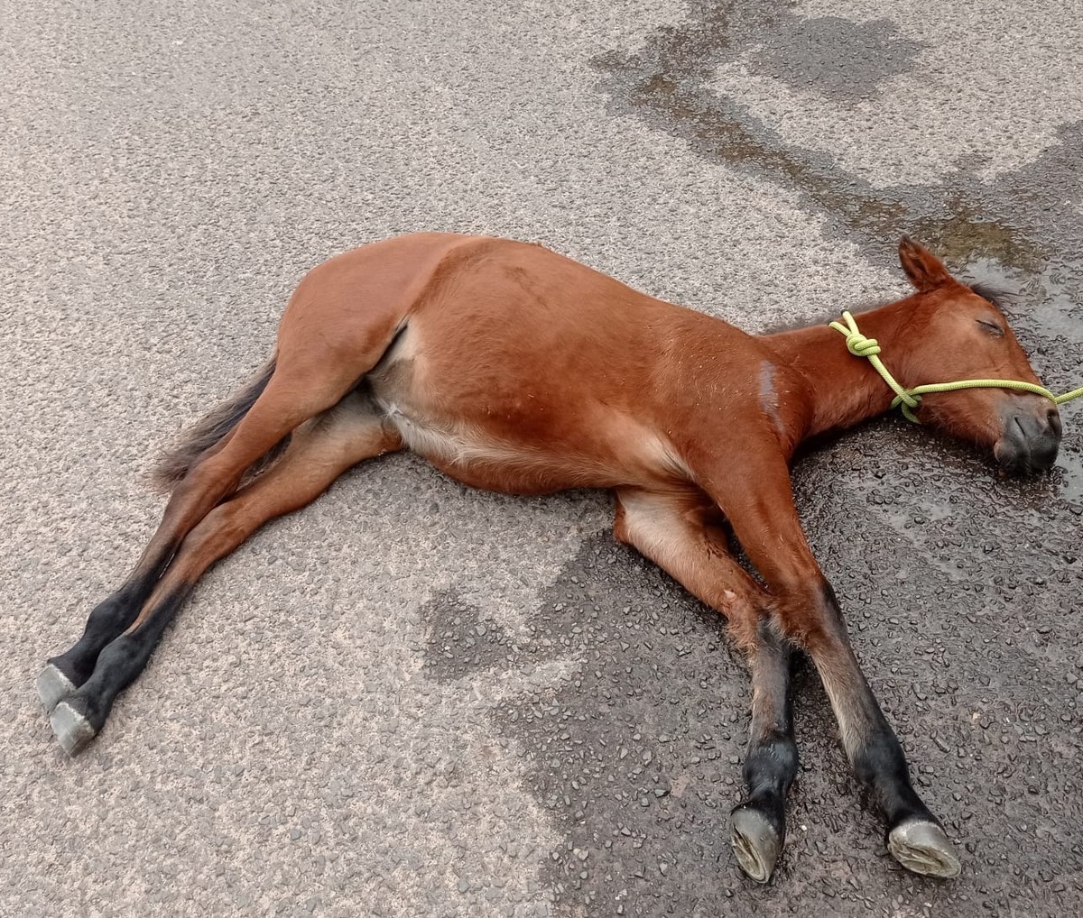 Homem é multado em R$ 3 mil e ainda responderá criminalmente por maus-tratos a cavalo, em Presidente Prudente