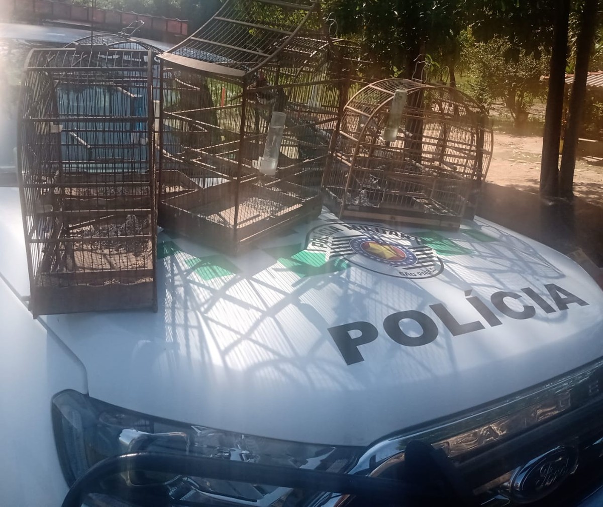 Idoso é multado em R$ 4 mil e deverá responder criminalmente por manter oito aves silvestres em cativeiro, em Pacaembu
