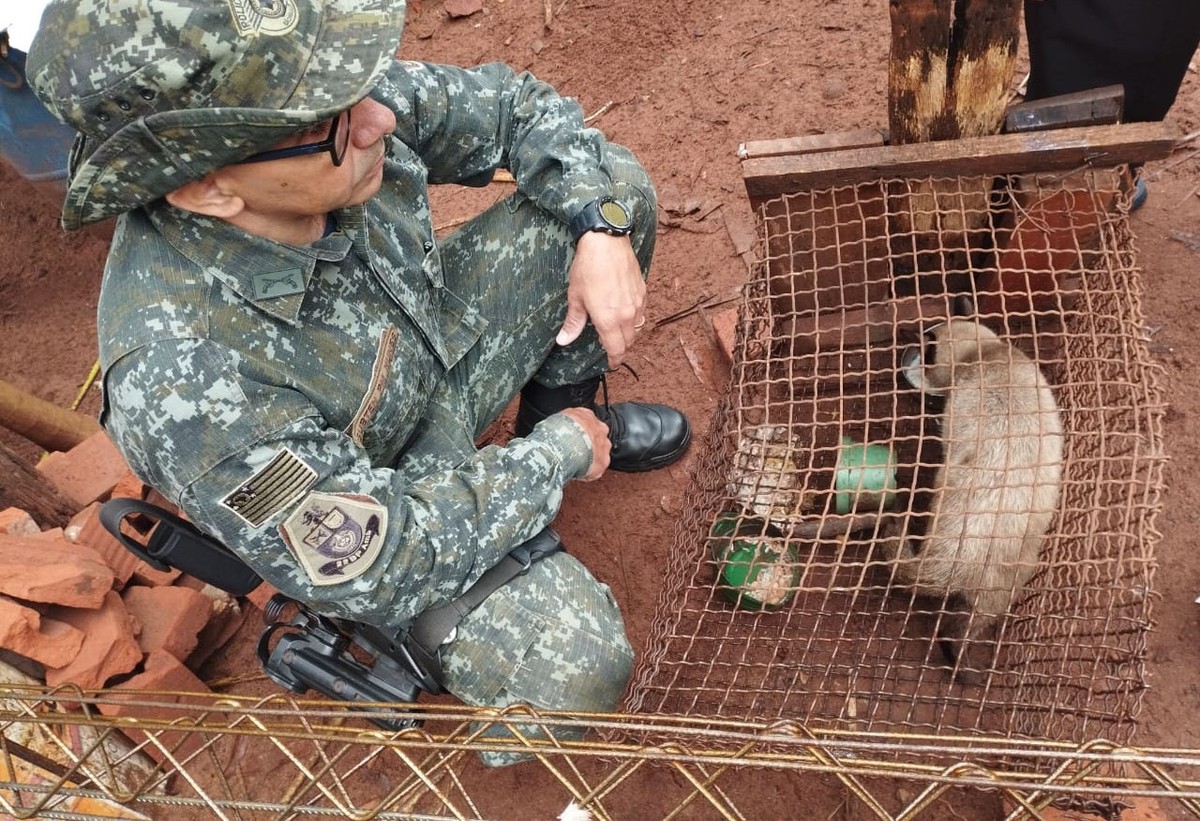 Após ataque a frangos, idoso tranca gata em gaiola sem água e alimentação e acaba autuado por maus-tratos a animal doméstico