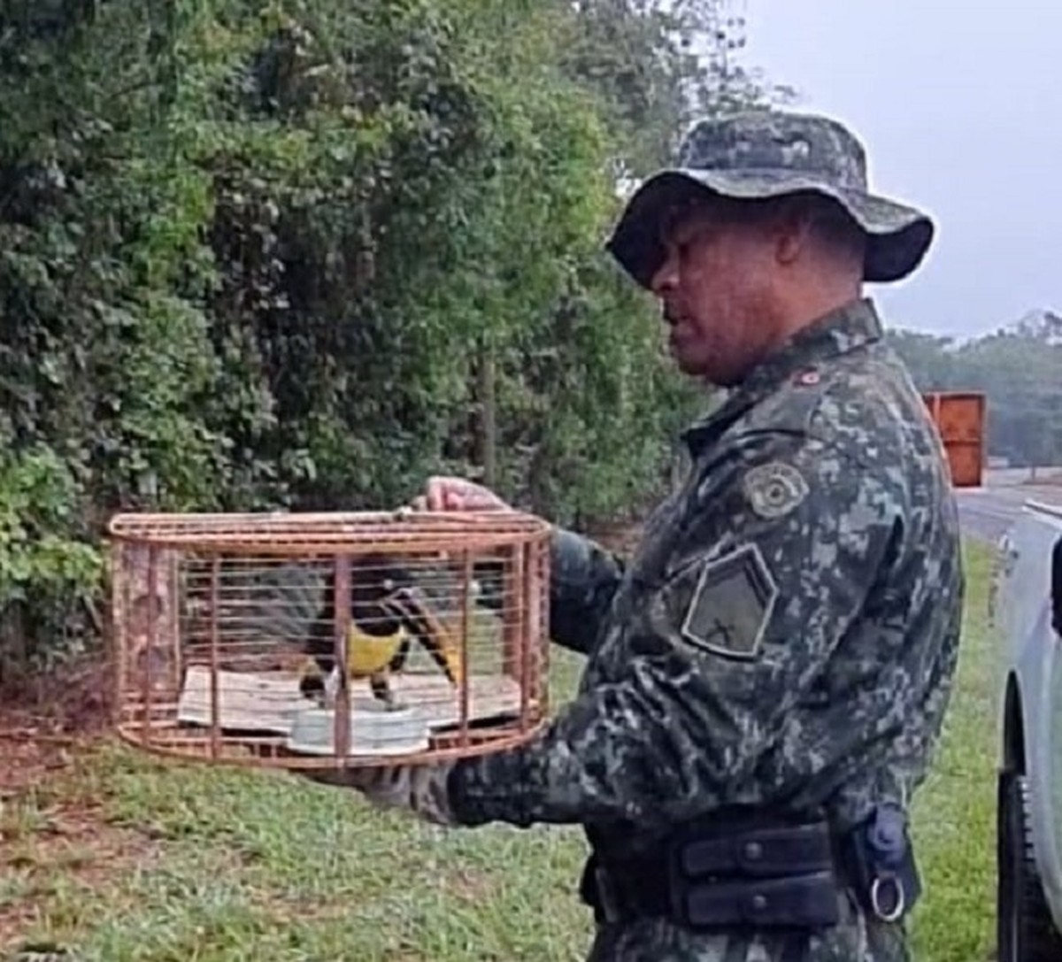 Após fortes chuvas, araçari-castanho é resgatado próximo de agência do INSS em Rosana