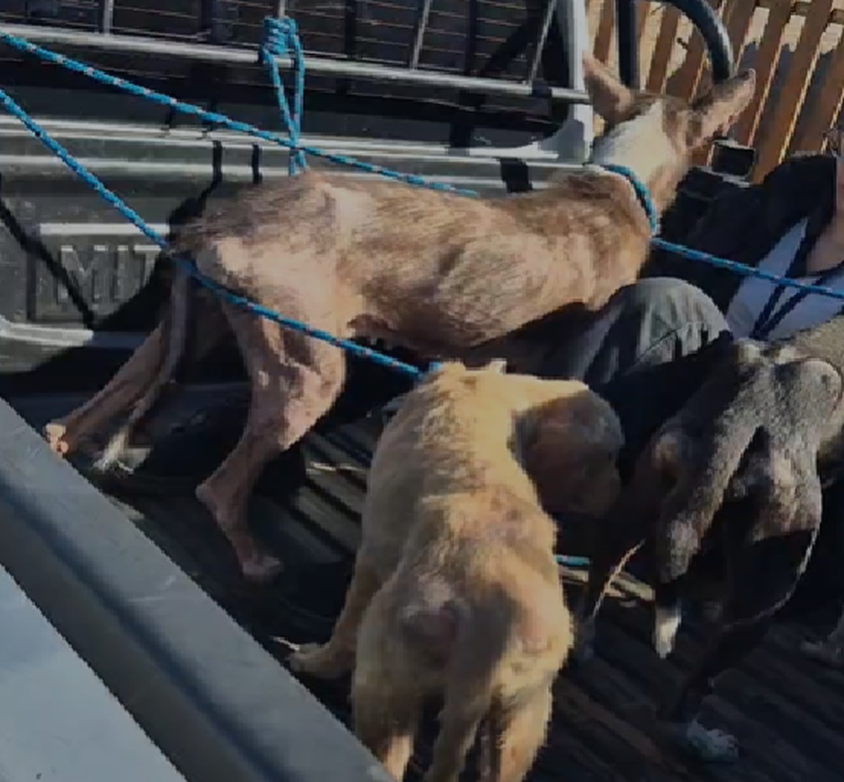 Professor é preso em flagrante por maus-tratos a sete cachorros, em Pirapozinho