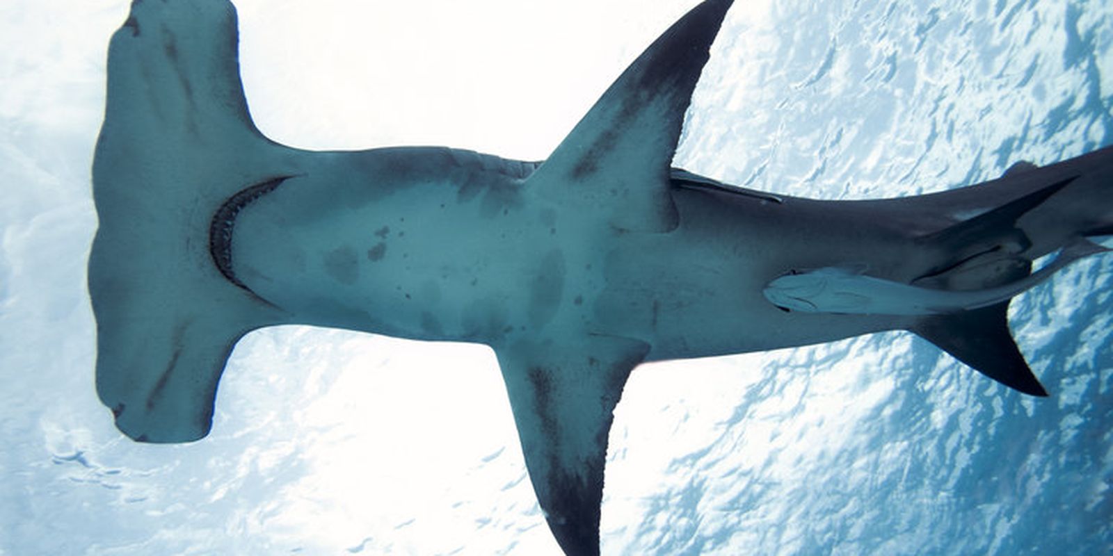 Brasileiro cria método que evita pesca acidental de tubarões e raias