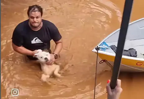CHUVAS NO RS - Resgate de animais ilhados no Rio Grande do Sul. Foto: Luisa Mell/Instagram