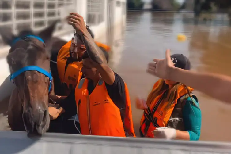 CHUVAS NO RS - Resgate de animais ilhados no Rio Grande do Sul. Foto: Luisa Mell/Instagram