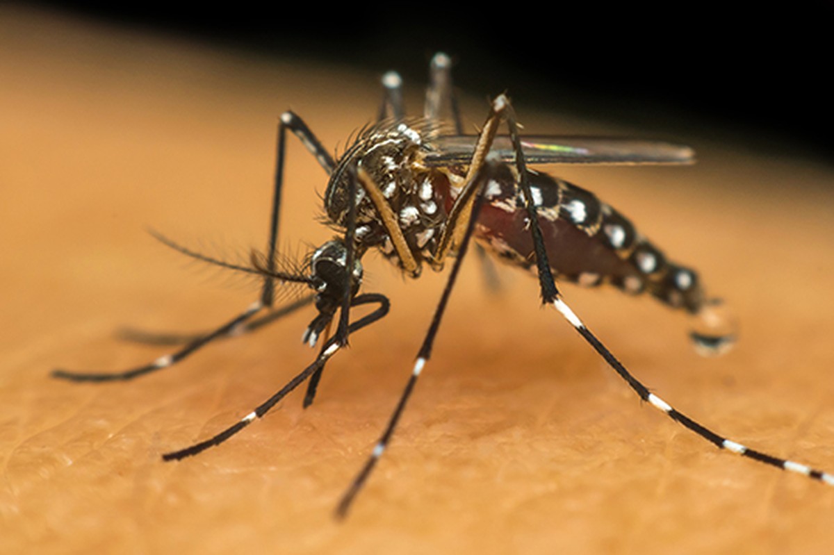 Mutirão de combate à dengue percorrerá 120 quarteirões no dia 25 de maio, em Presidente Prudente | Presidente Prudente e Região