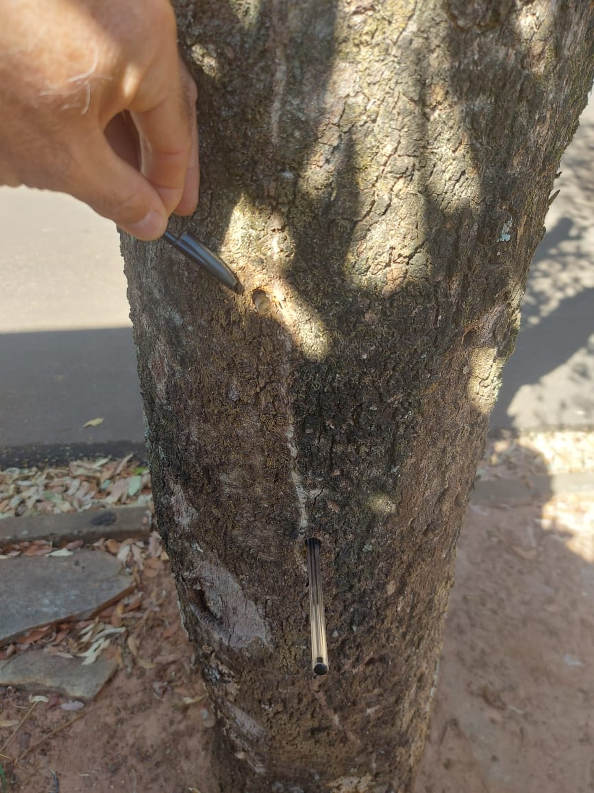 Polícia Ambiental constata envenenamento e corte irregular de árvores em calçada em Regente Feijó | Presidente Prudente e Região