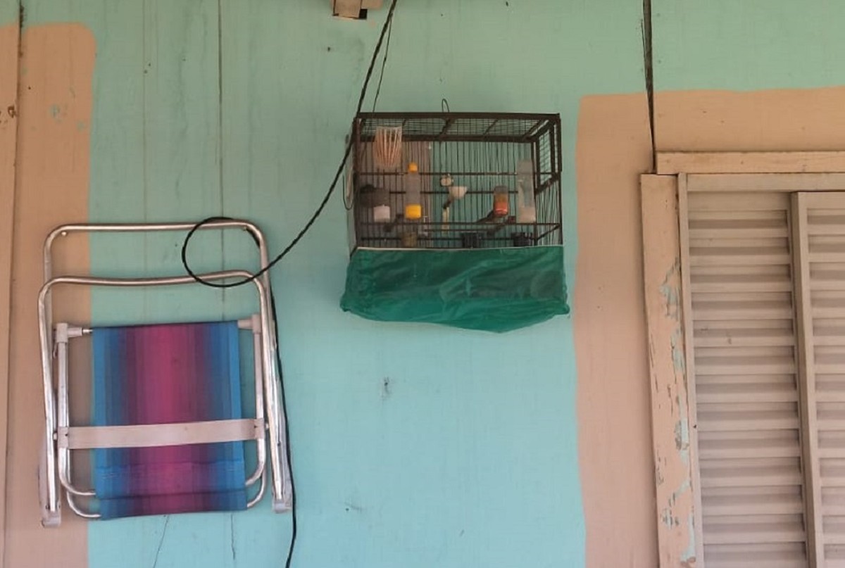 Assentado é multado por manter aves silvestres em cativeiro, em Mirante do Paranapanema