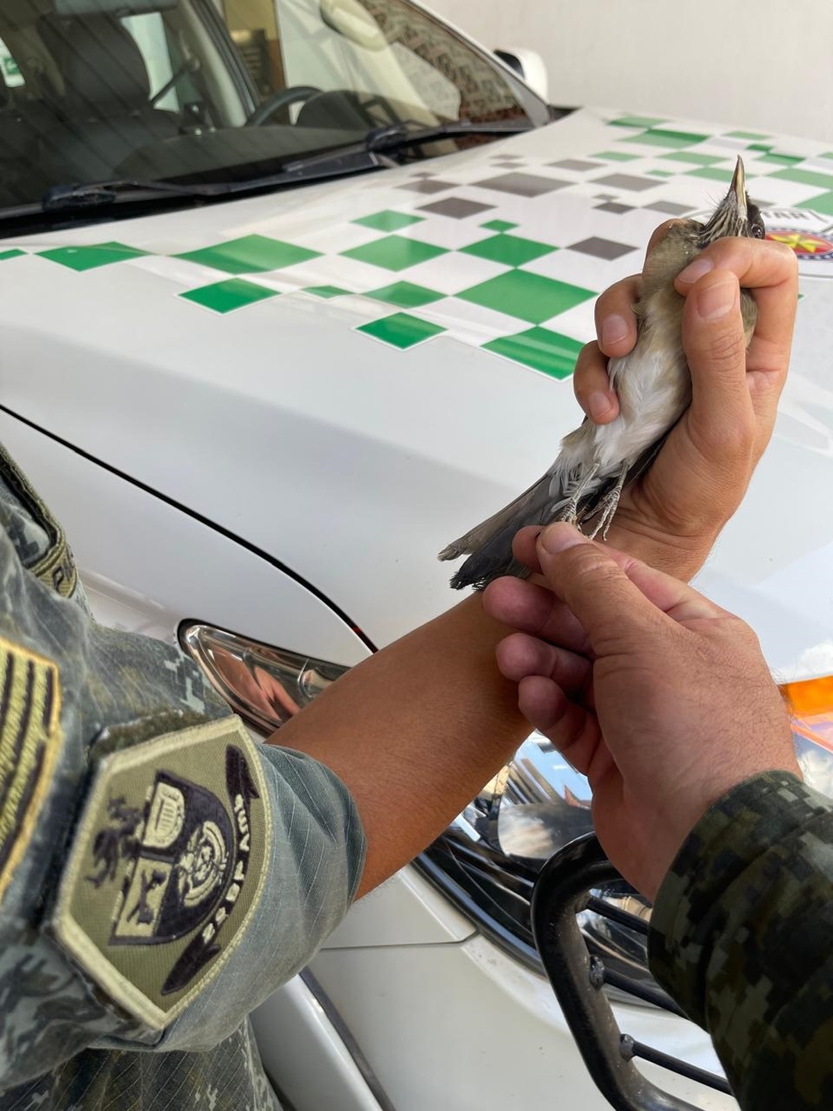 Polícia Ambiental liberta aves silvestres mantidas irregularmente em cativeiro em residências em Presidente Prudente