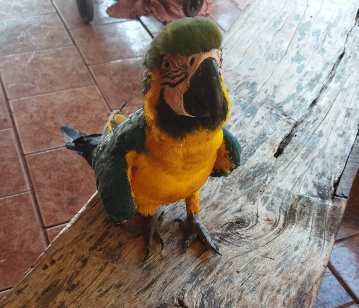 Assentada é multada em R$ 5 mil por manter arara-canindé em cativeiro, em Euclides da Cunha Paulista | Presidente Prudente e Região