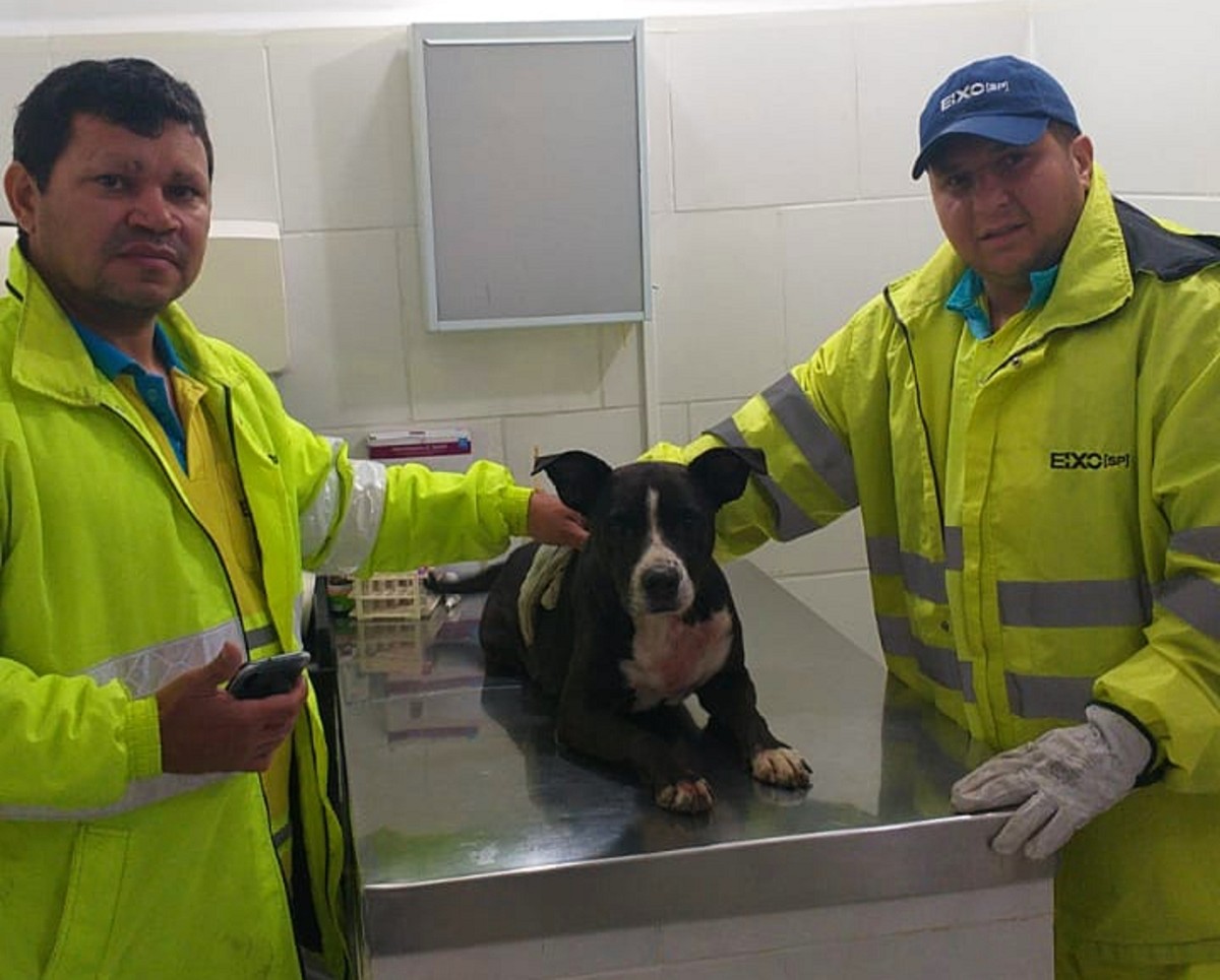 Cães e gatos resgatados em rodovias são colocados para adoção, em Rancharia | Presidente Prudente e Região