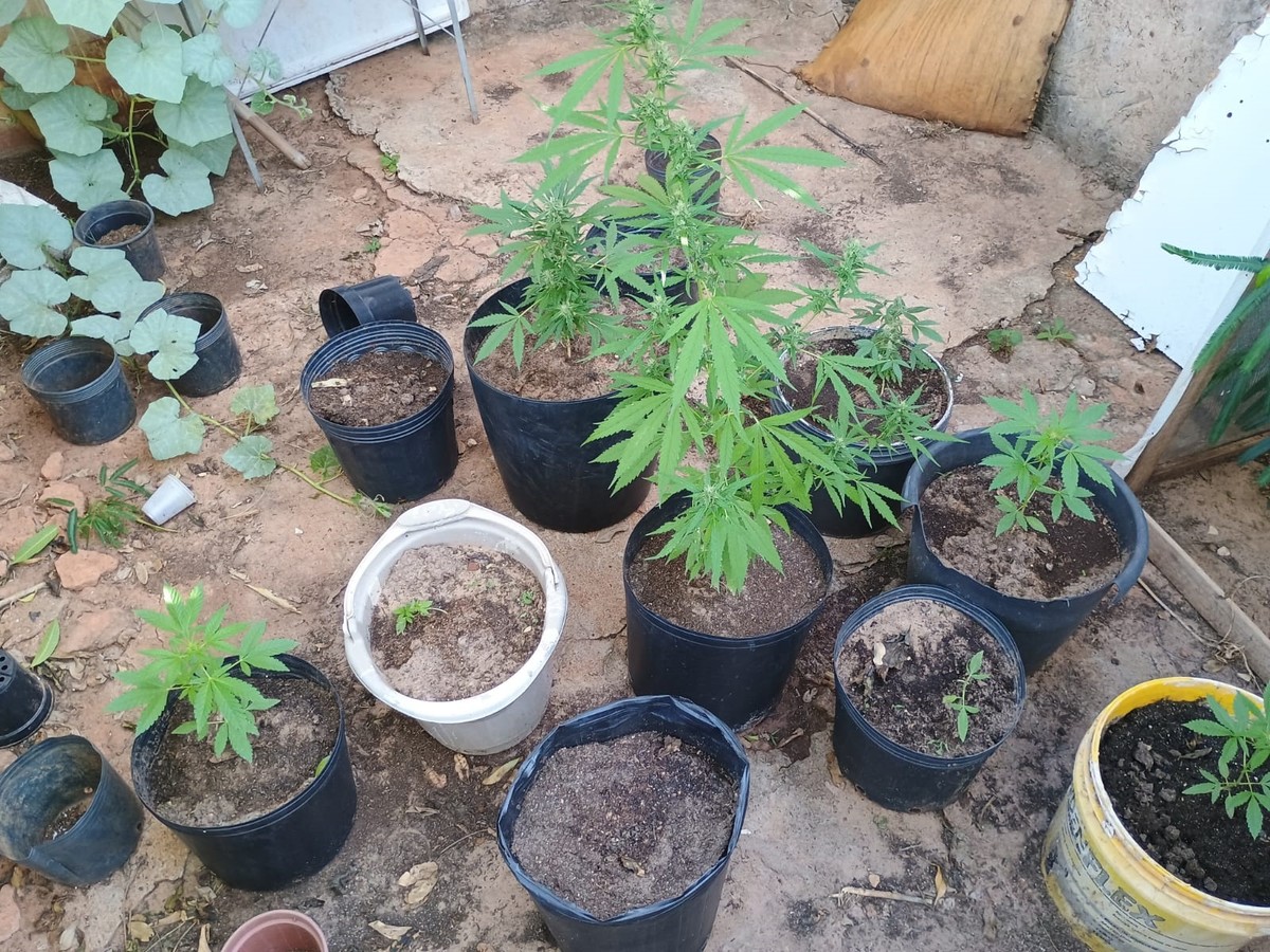 Durante atendimento de denúncia de maus-tratos, Polícia Ambiental apreende vasos com maconha em Álvares Machado | Presidente Prudente e Região