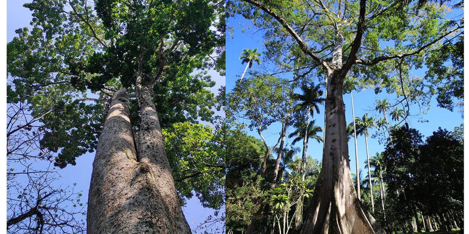Jardim Botânico planta mudas de cinco espécies em Dia do Ambiente