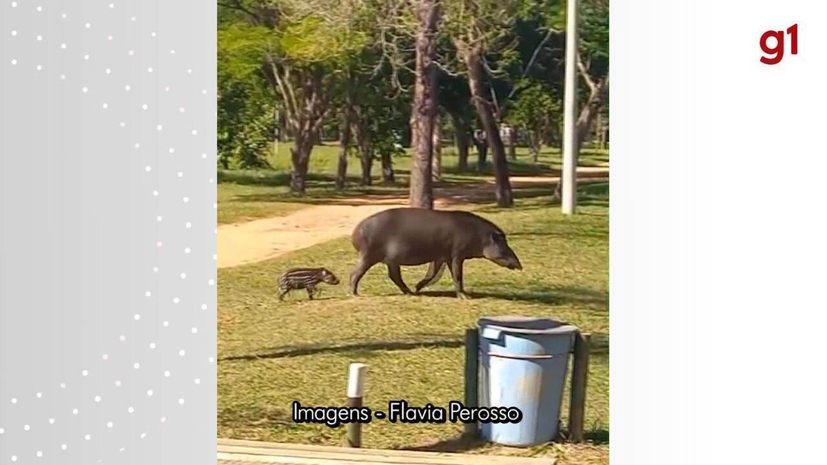 VÍDEO: Ameaçados de extinção, anta e filhote são flagrados passeando no Parque Estadual do Morro do Diabo | Presidente Prudente e Região